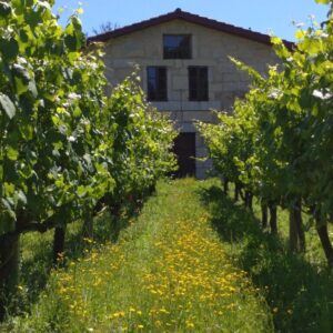 CATA DE VINOS ALBARIÑO ECOLOGICO D.O. RIAS BAIXAS CON TAPAS