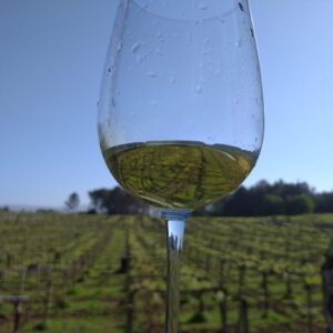 CATA DE VINOS ALBARIÑO D.O. RIAS BAIXAS ECOLOGICO CON PETISCO